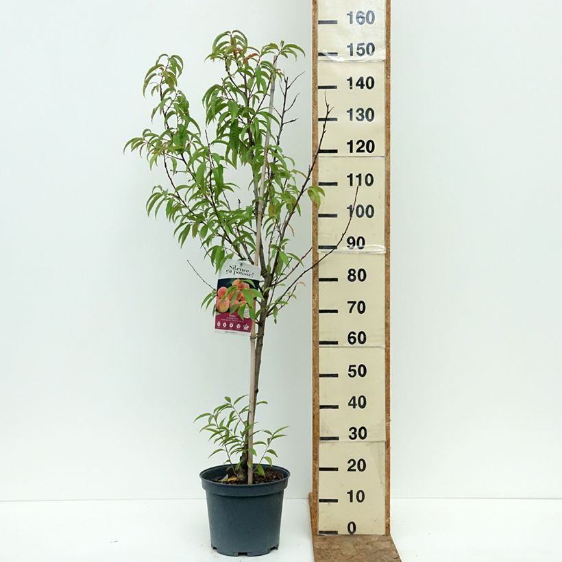 Example of Pêcher Téton de Venus Pot de 7,5L/10L, Gobelet as you get in ete