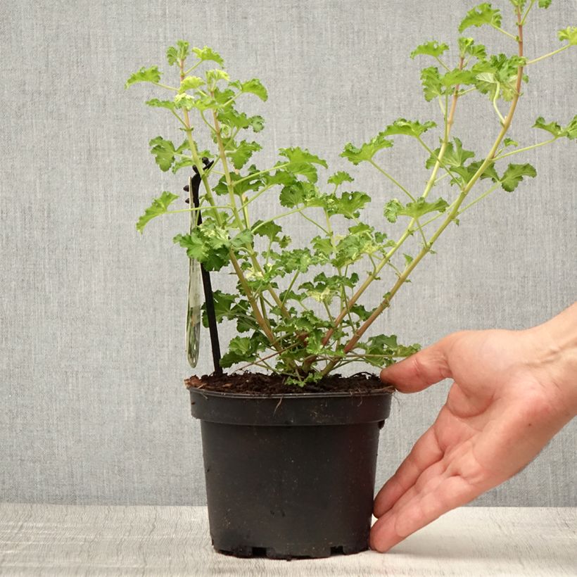 Example of Pelargonium crispum Peach Cream - Géranium d'odeur panaché parfum pêche Pot de 1,5L/2L as you get in ete