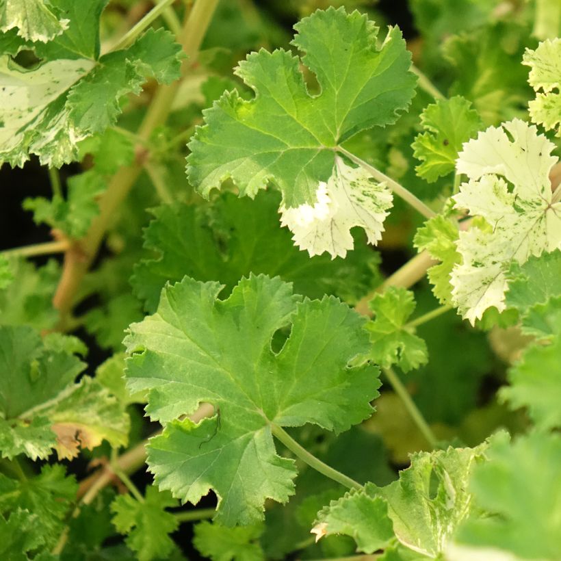 Pelargonium crispum Peach Cream - Géranium d'odeur panaché parfum pêche (Foliage)