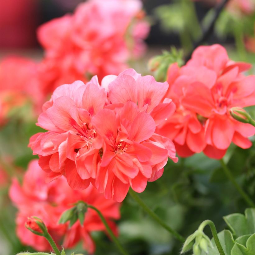 Pelargonium Double Apricot Salmon Orange - Géranium-lierre (Flowering)