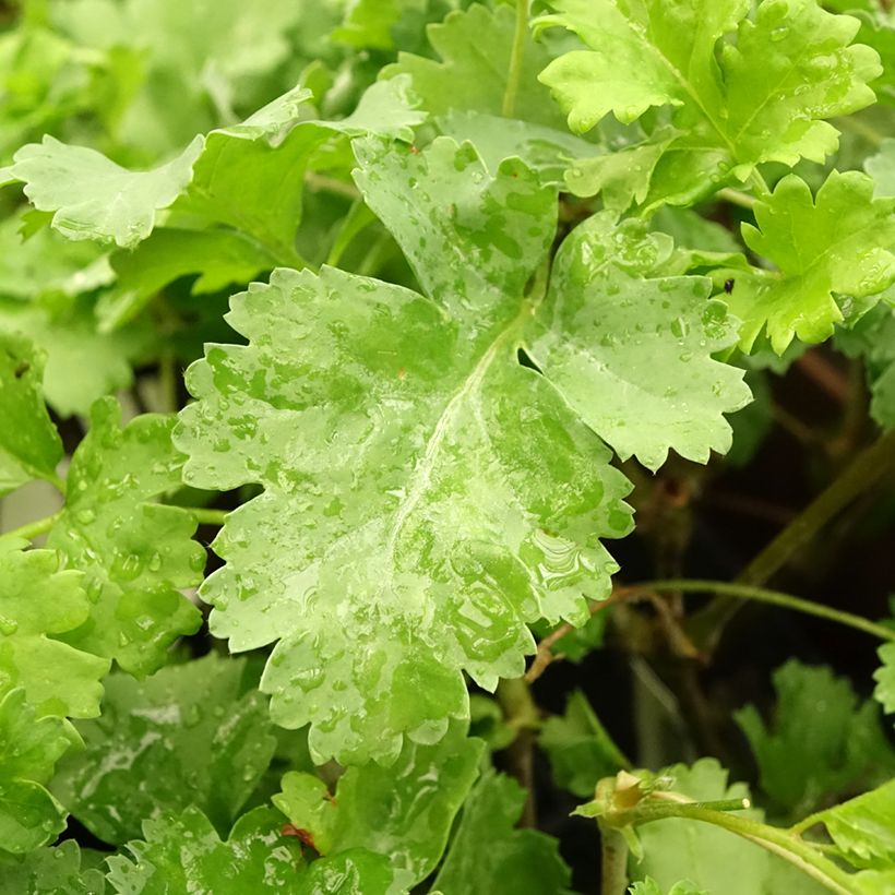 Pélargonium fantaisie Gibbosum - Pélargonium goutteux (Foliage)