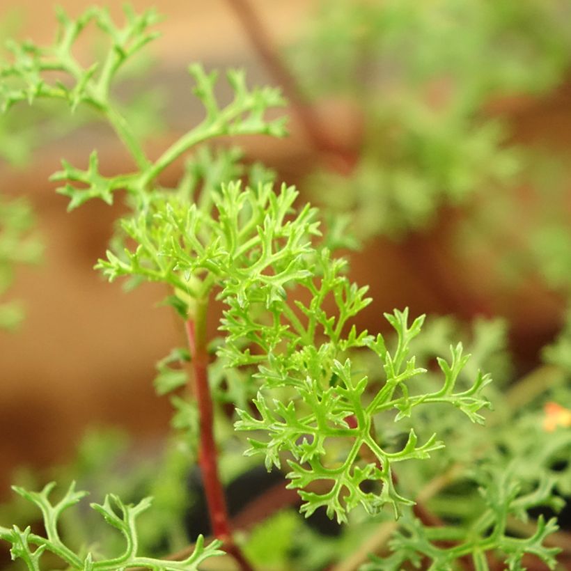 Pelargonium fruticosum - Géranium botanique odorant (Foliage)