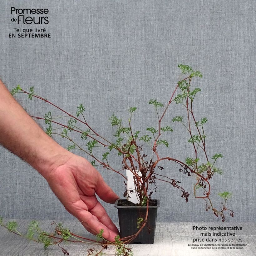 Example of Pelargonium fruticosum - Géranium botanique odorant Godet de 8/9 cm as you get in automne