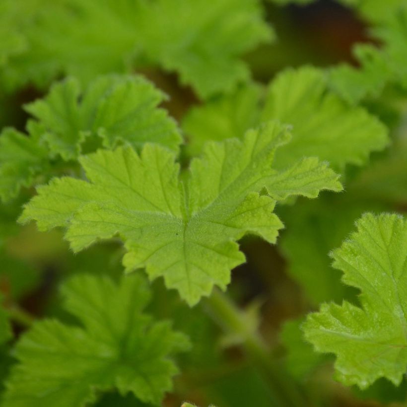 Pelargonium - Géranium parfumé Attar of Roses (Foliage)