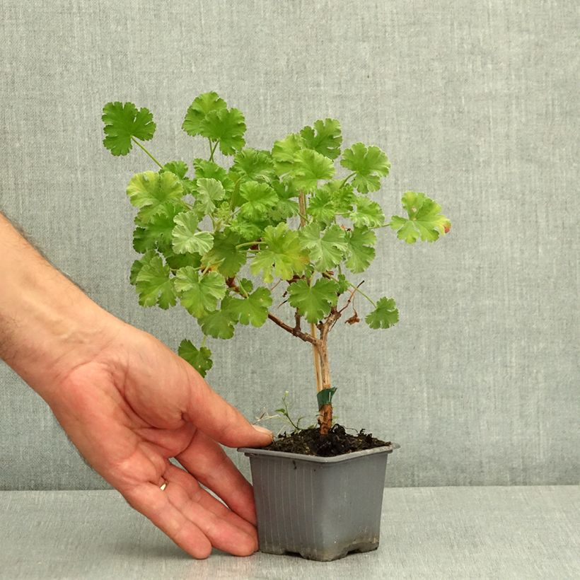 Example of Pelargonium - Géranium parfumé fragrans Godet de 7/8 cm as you get in ete