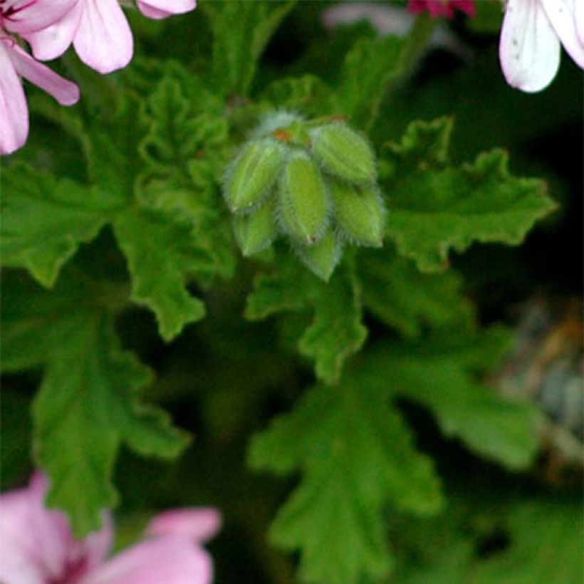 Pelargonium - Géranium parfumé graveolens (Foliage)