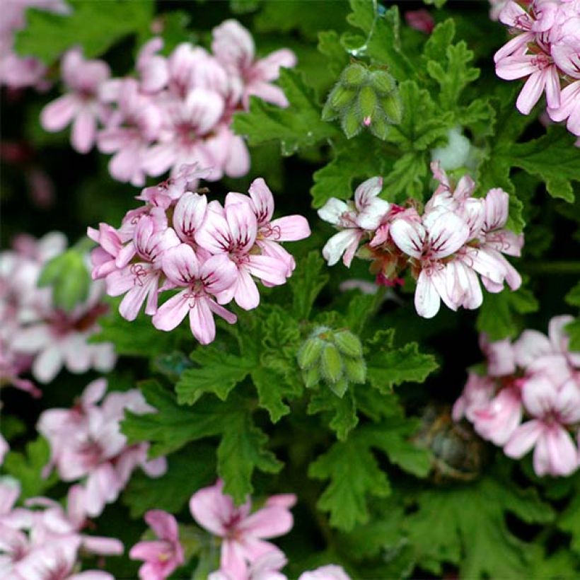 Pelargonium - Géranium parfumé graveolens (Flowering)