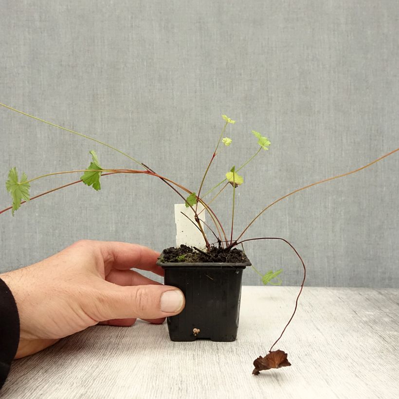 Example of Pelargonium grossularioides - Pélargonium botanique Godet de 8/9 cm as you get in automne