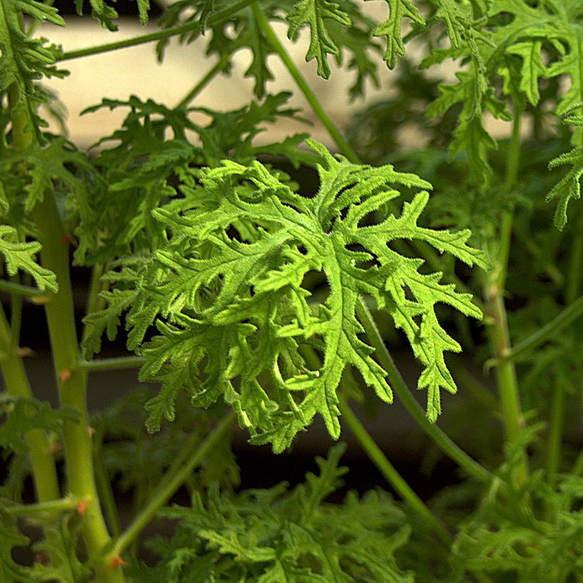 Pelargonium odorant Candy Dancer - Géranium parfum rose citronnée (Foliage)
