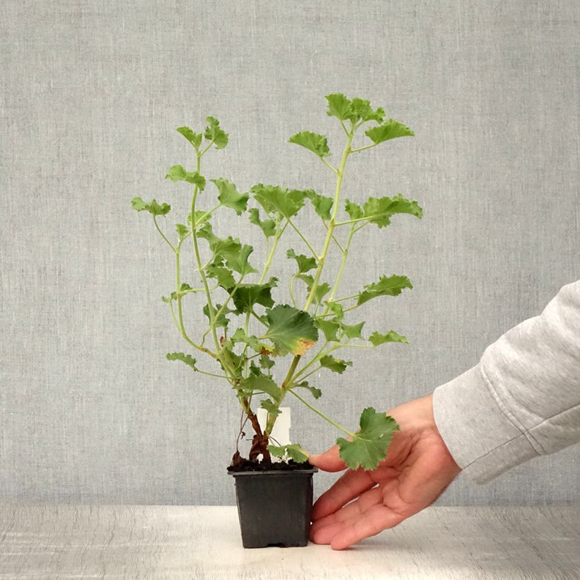 Example of Pelargonium odorant Cola Bottles - Géranium parfum Coca Cola Godet de 8/9 cm as you get in ete