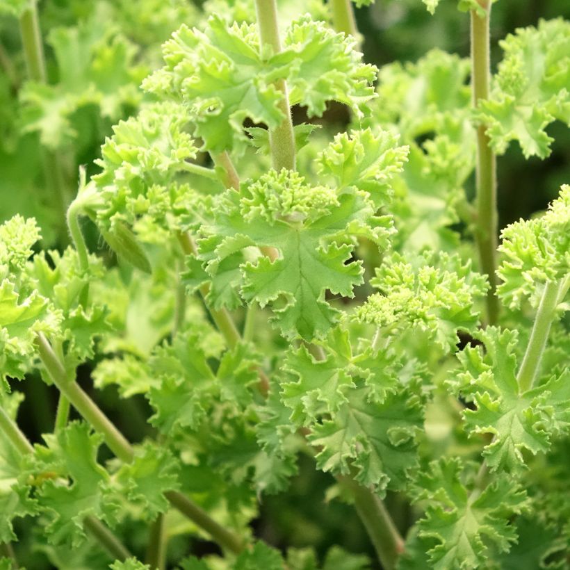 Pelargonium odorant crispum Minor - Géranium parfum citron (Foliage)