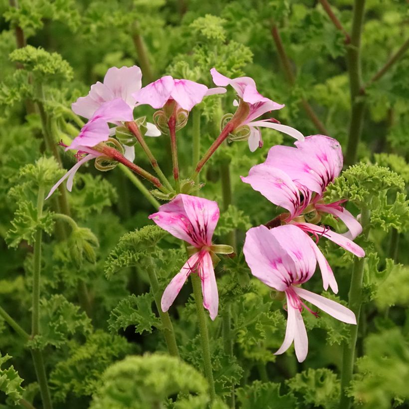 Pelargonium odorant crispum Minor - Géranium parfum citron (Flowering)