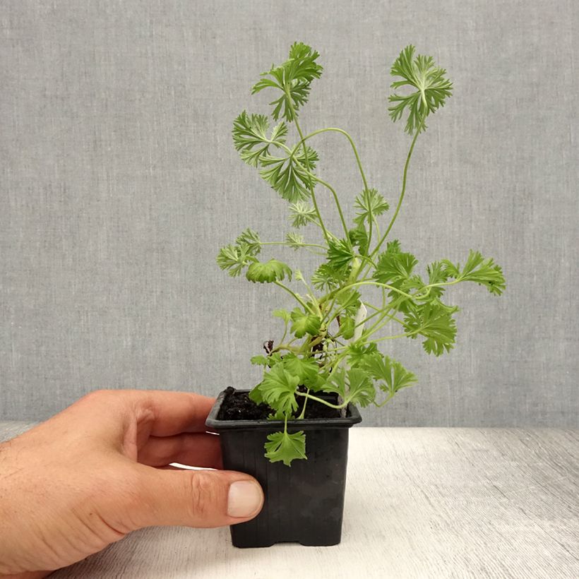 Example of Pelargonium odorant Deerwood Lavender - Géranium parfum lavande Godet de 8/9 cm as you get in ete