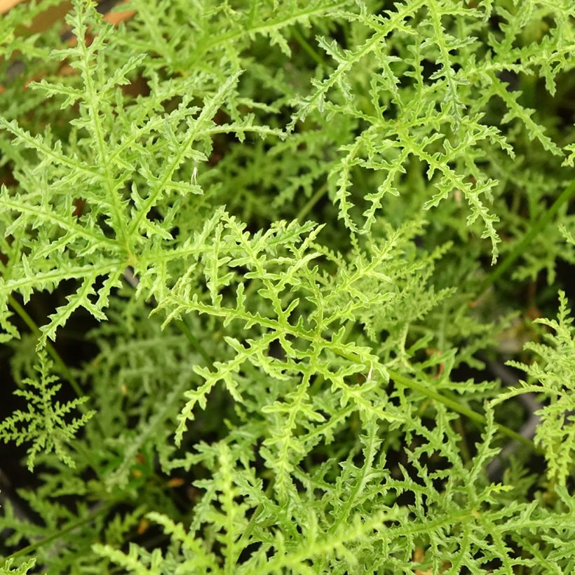 Pélargonium odorant Filicifolium - Géranium d'odeur au parfum épicé. (Foliage)
