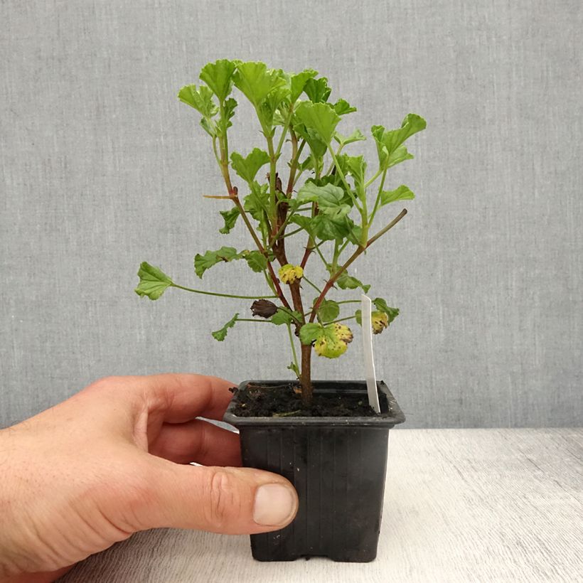 Example of Pelargonium odorant Kettlebaston - Géranium parfum citron Godet de 8/9 cm as you get in printemps