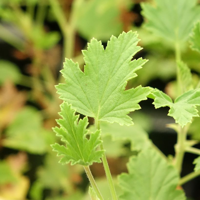 Pélargonium odorant Lemon fancy - Géranium d'odeur au puissant parfum de citronelle. (Foliage)