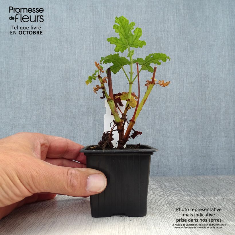 Example of Pelargonium odorant quercifolium Royal Oak - Géranium au parfum balsamique Godet de 8/9 cm as you get in automne