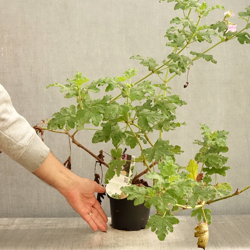 Example of Pelargonium odorant quercifolium Royal Oak - Géranium au parfum balsamique Pot de 1,5L/2L as you get in automne