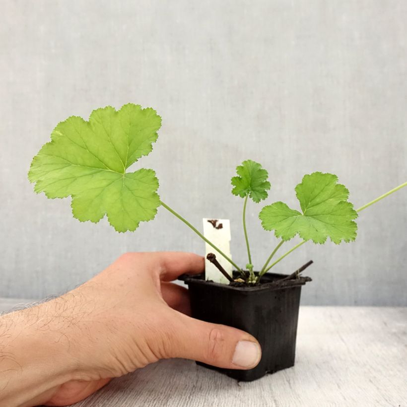 Example of Pelargonium odoratissimum - Géranium botanique parfum pomme Godet de 8/9 cm as you get in automne