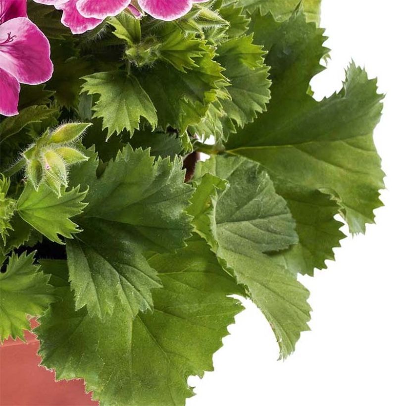 Pelargonium Pinkerbell - Géranium des fleuristes (Foliage)