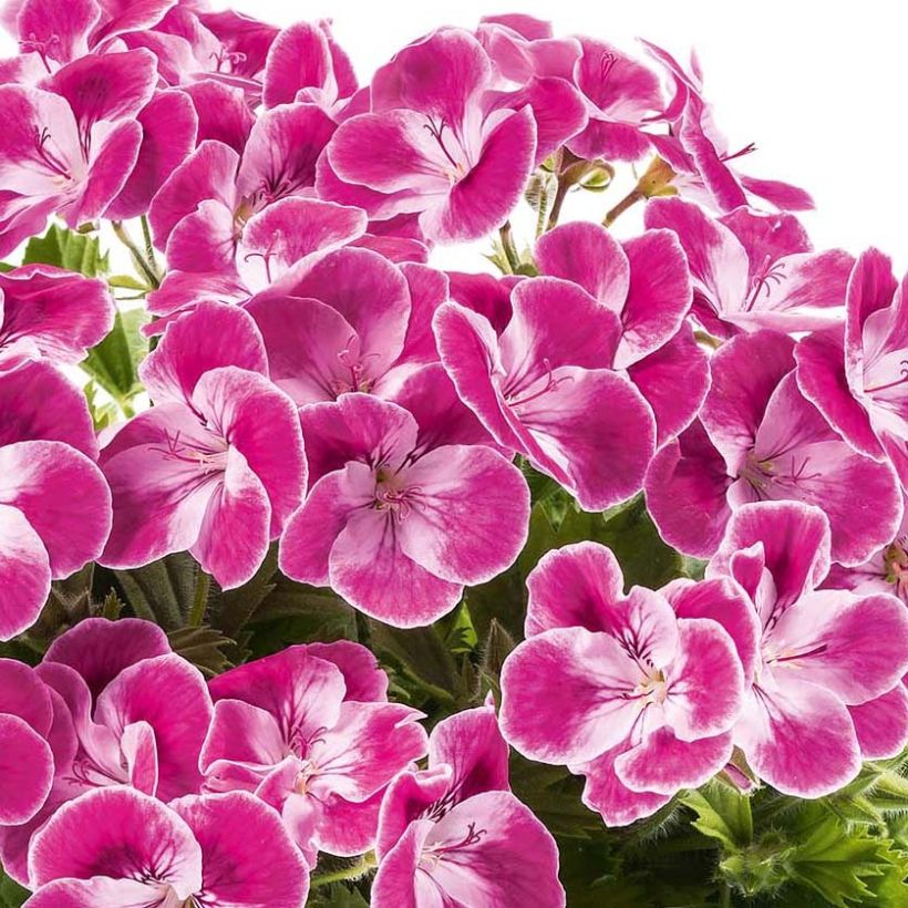 Pelargonium Pinkerbell - Géranium des fleuristes (Flowering)