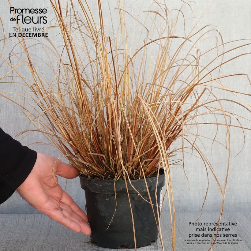 Example of Pennisetum alopecuroides Cassian - Herbe aux écouvillons Pot de 2L/3L as you get in automne