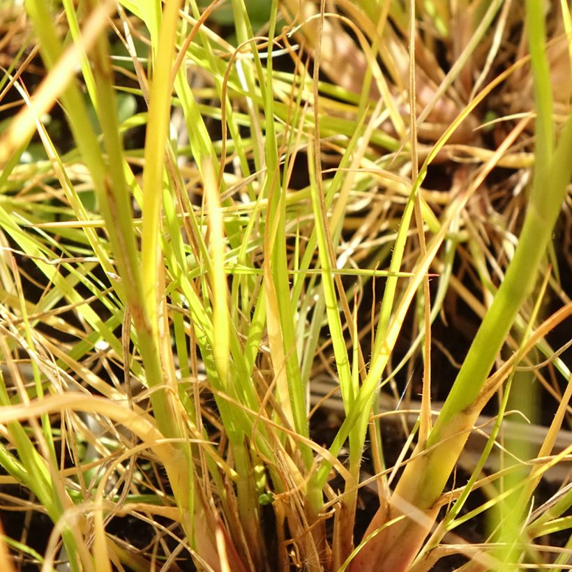 Pennisetum alopecuroïdes Japonicum - Herbe aux écouvillons (Foliage)