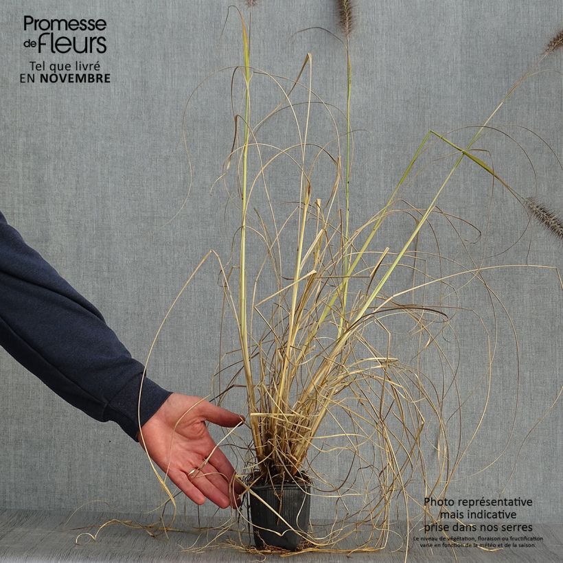 Example of Pennisetum alopecuroides Lepage Gold - Herbe aux écouvillons Godet de 8/9 cm as you get in automne