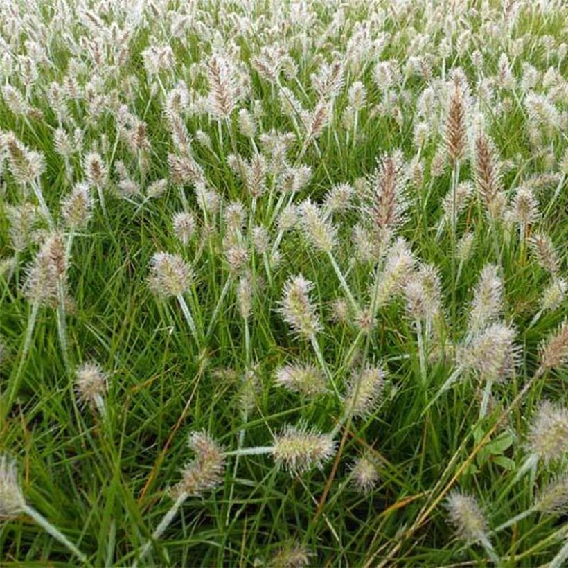 Pennisetum alopecuroides Little Bunny - Herbe aux écouvillons (Flowering)