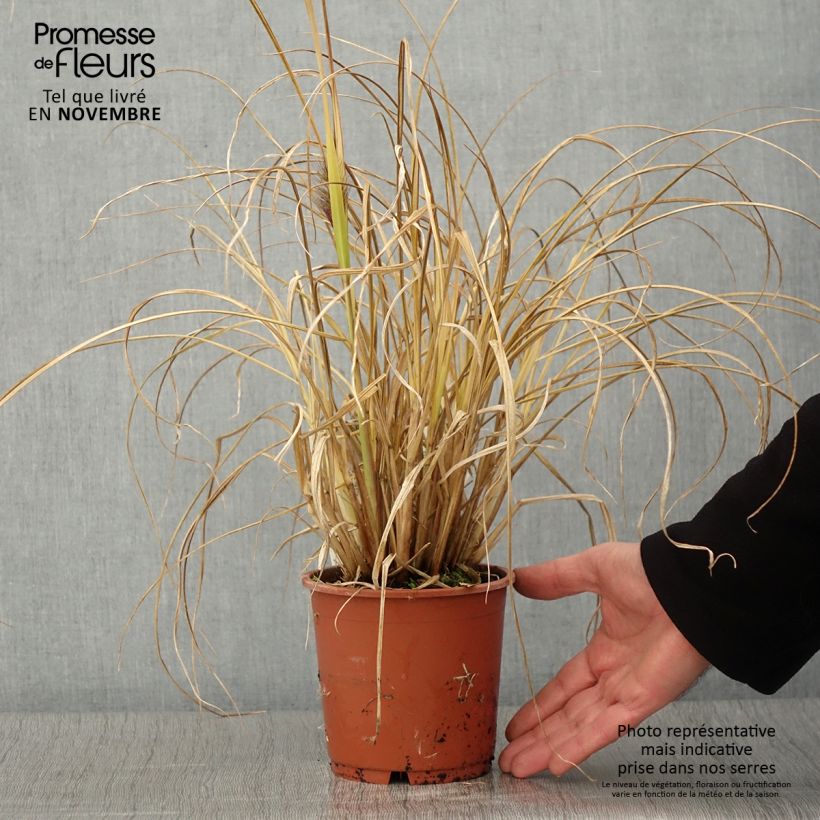 Example of Pennisetum alopecuroides National Arboretum - Herbe aux écouvillons pourpres Pot de 1L/1,5L as you get in automne