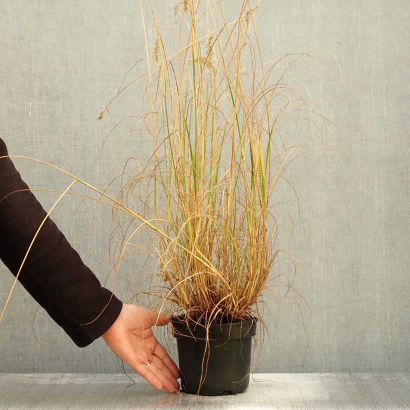 Example of Pennisetum alopecuroides National Arboretum - Herbe aux écouvillons pourpres Pot de 3L/4L as you get in automne