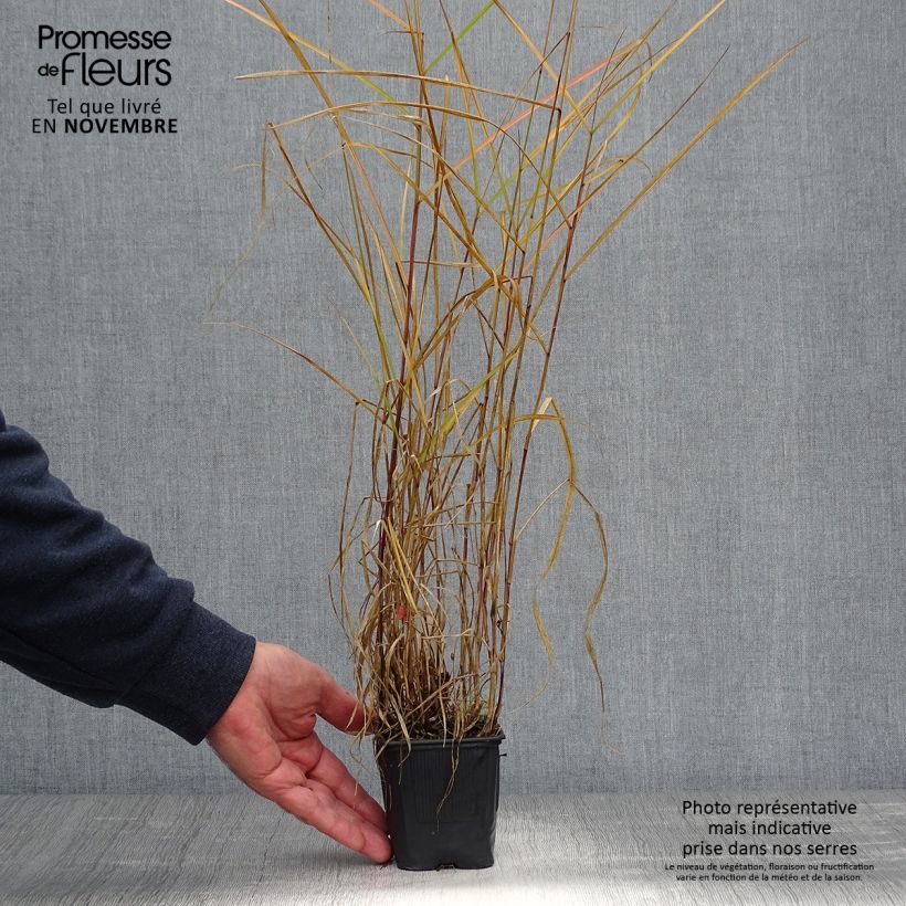 Example of Pennisetum incomptum - Herbe aux écouvillons. Godet de 8/9 cm as you get in automne