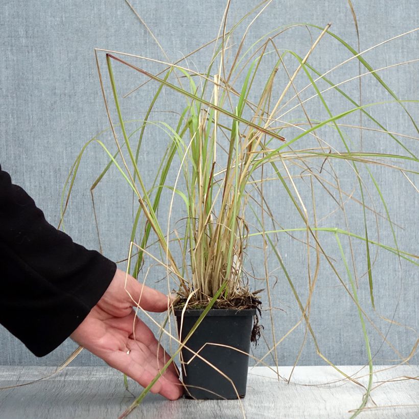Example of Pennisetum massaicum Red Bunny Tail Godet de 8/9 cm as you get in automne