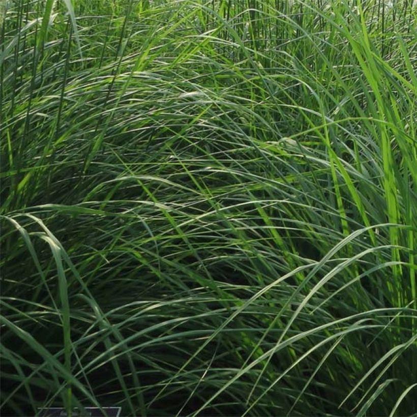 Pennisetum orientale Fairy Tails - Herbe aux écouvillons (Foliage)