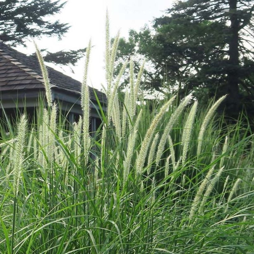 Pennisetum orientale Fairy Tails - Herbe aux écouvillons (Flowering)