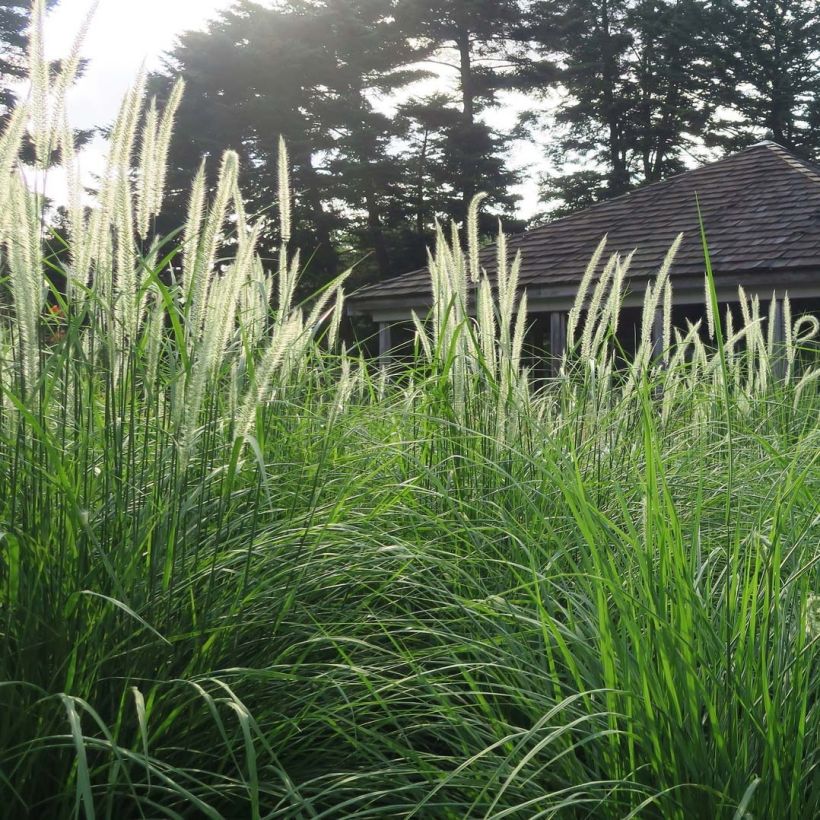 Pennisetum orientale Fairy Tails - Herbe aux écouvillons (Plant habit)