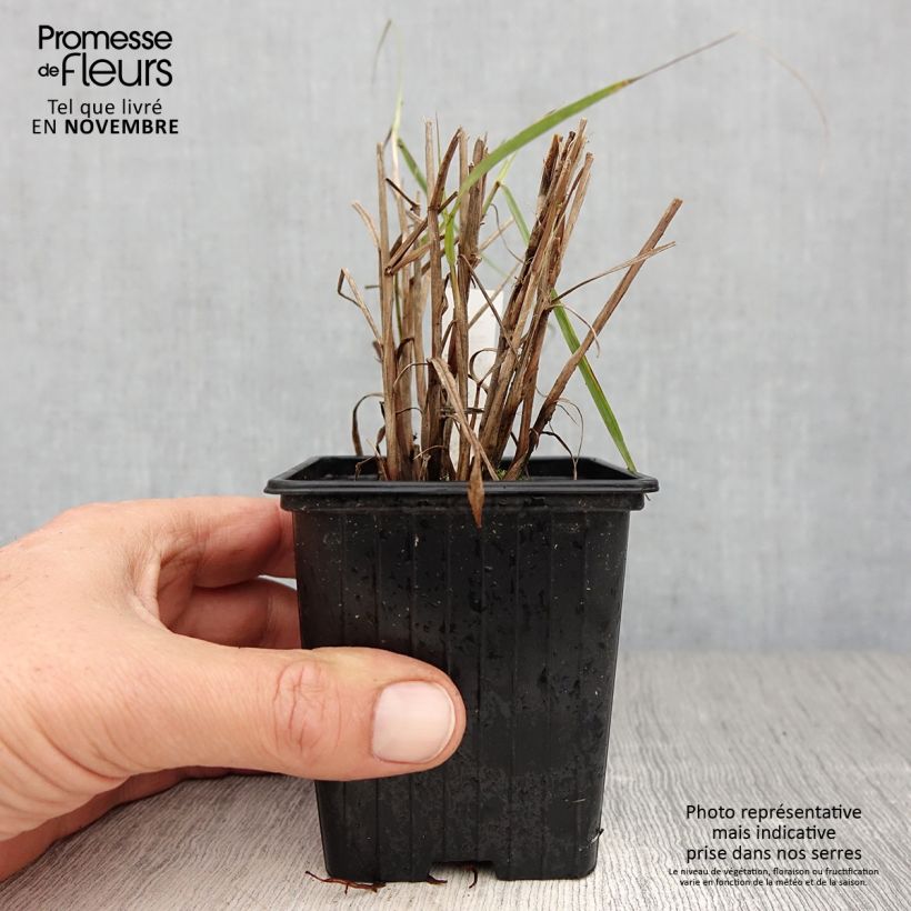 Example of Pennisetum orientale JS Dance With Me - Herbe aux écouvillons Godet de 8/9 cm as you get in automne