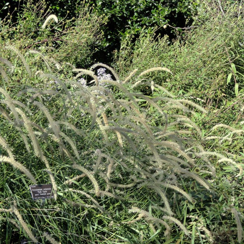 Pennisetum orientale Tall Tails - Herbe aux écouvillons blanc argenté (Plant habit)