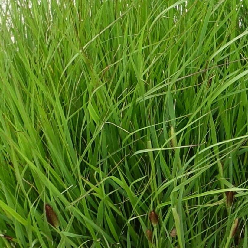 Pennisetum thunbergii - Herbe aux écouvillons pourpres (Foliage)