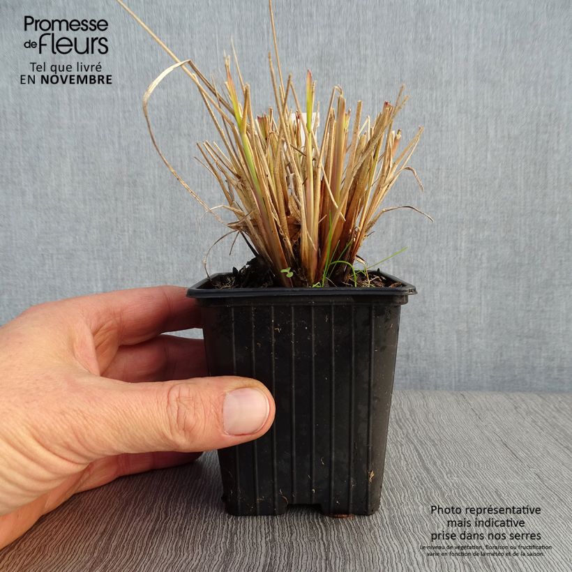 Example of Pennisetum Windy Simonette - Herbe aux écouvillons Godet de 8/9 cm as you get in automne