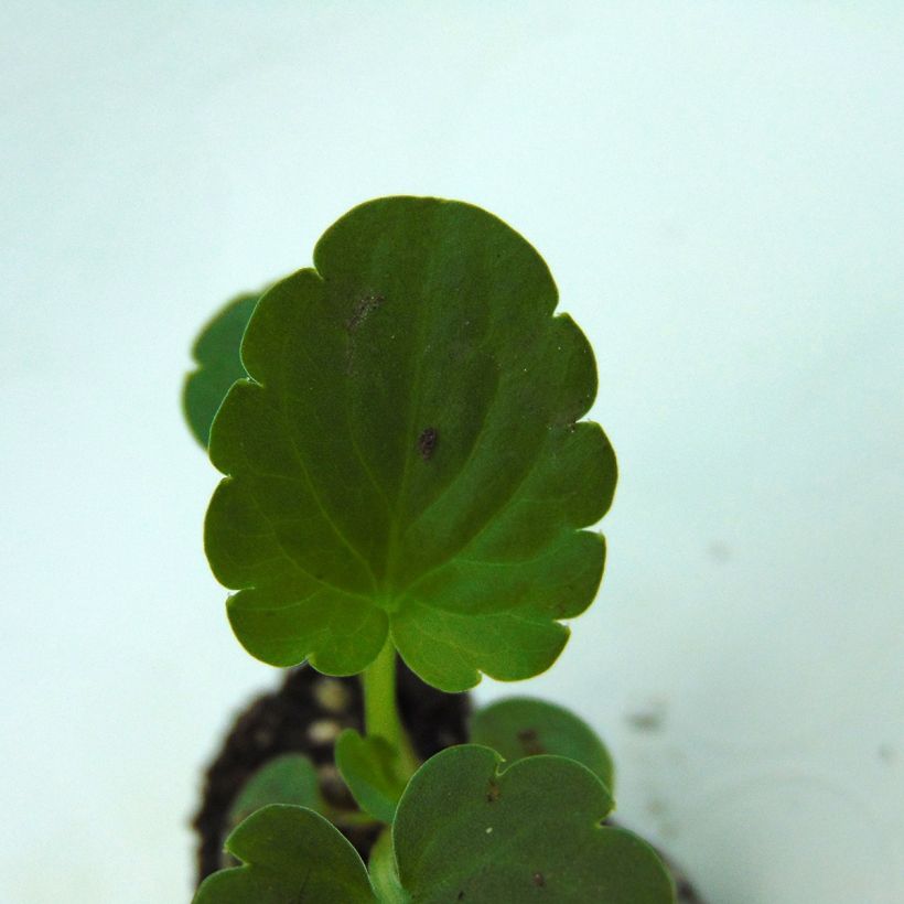 Pensée Inspire Silver Blue miini-motte - Mottes de 3,8 x 3,2 cm en plaque de culture par 16 - Viola (x) witrockiana / Viola Carrera Azure (Foliage)