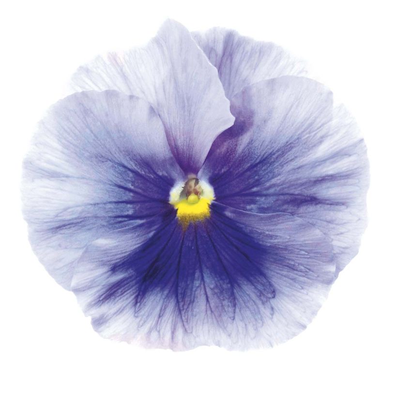 Pensée Inspire Silver Blue miini-motte - Mottes de 3,8 x 3,2 cm en plaque de culture par 16 - Viola (x) witrockiana / Viola Carrera Azure (Flowering)