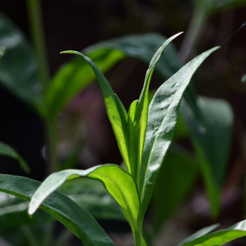 Penstemon hybride Blackbird - Galane (Foliage)