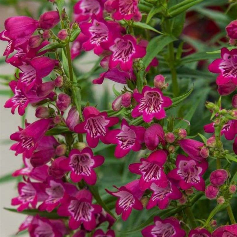 Penstemon Harlequin Magenta - Galane (Flowering)
