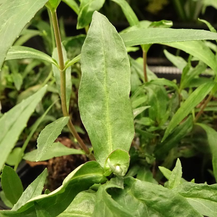 Penstemon hybride Midnight - Galane (Foliage)