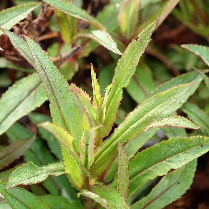 Penstemon Nova Twilight - Galane (Foliage)