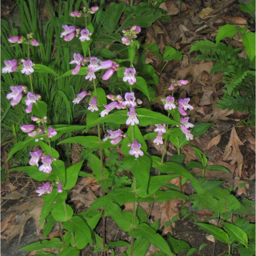 Penstemon smallii - Galane (Plant habit)