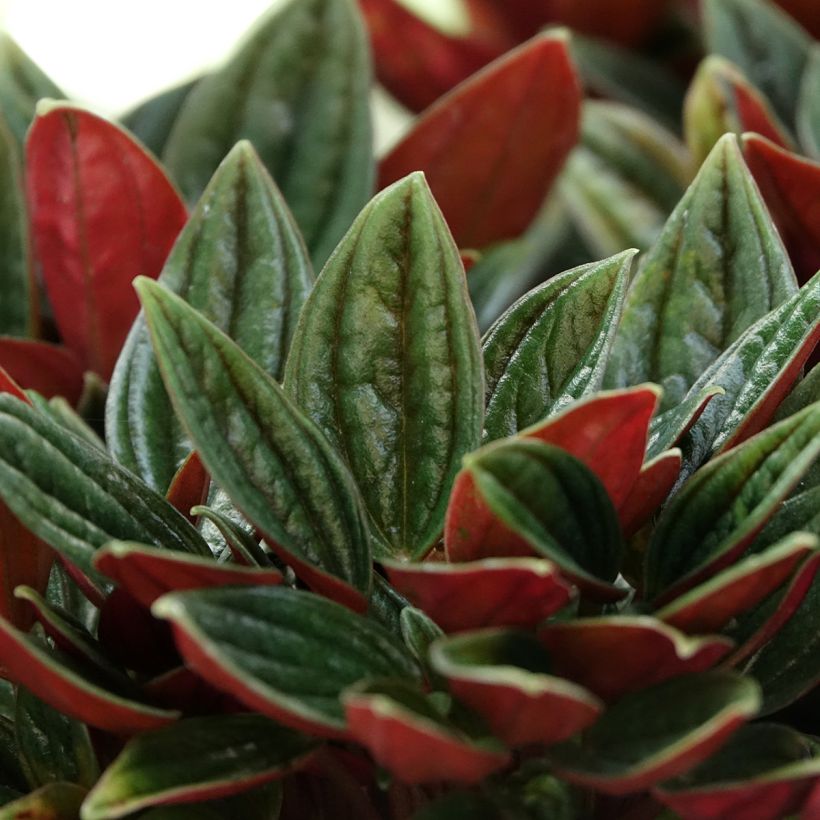 Peperomia caperata Rosso (Foliage)
