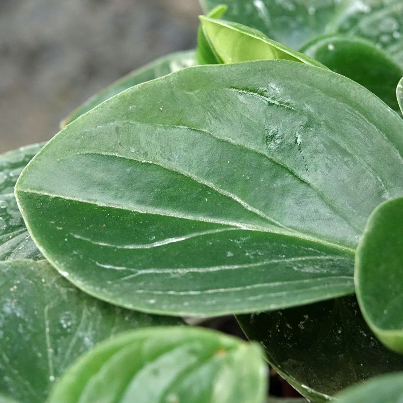 Peperomia clusiifolia Red Margin (Foliage)