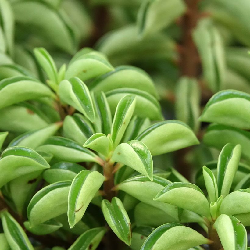 Peperomia Fire Sparks (Foliage)